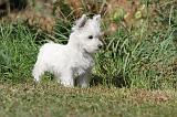 WESTIE 140